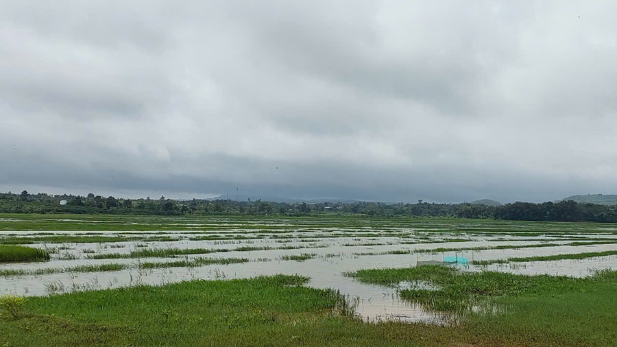 Mưa lớn trong những ngày qua khiến một số cánh đồng xã Chư Á( TP.Pleiku) bắt đầu ngập. Ảnh: Nguyễn Diệp Mưa lớn trong những ngày qua khiến một số cánh đồng xã Chư Á( TP.Pleiku) bắt đầu ngập. Ảnh: Nguyễn Diệp
