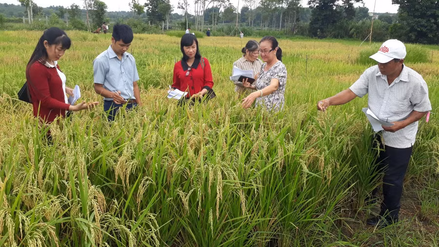 Các đại biểu và người dân đánh giá năng suất, chất lượng các dòng lúa trồng thử nghiệm trong vụ Đông xuân 2023-2024. Ảnh: Nguyễn Diệp