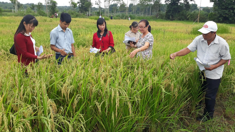Các đại biểu và người dân đánh giá năng suất, chất lượng các dòng lúa trồng thử nghiệm trong vụ Đông xuân 2023-2024. Ảnh: Nguyễn Diệp