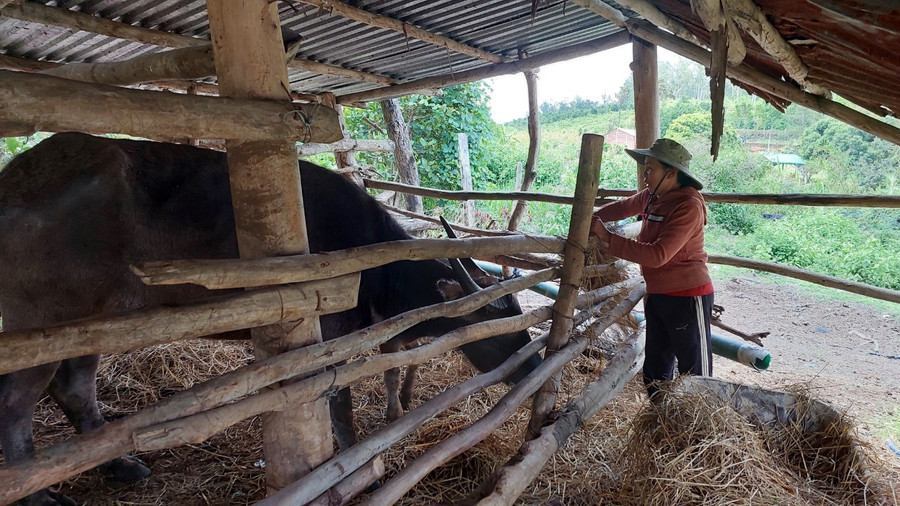 Bà Nguyễn Thị Loan đang chăm sóc 2 con trâu đang được cách ly vì bị bệnh LMLM. Ảnh: Nguyễn Diệp Bà Nguyễn Thị Loan đang chăm sóc 2 con trâu đang được cách ly vì bị bệnh LMLM. Ảnh: Nguyễn Diệp