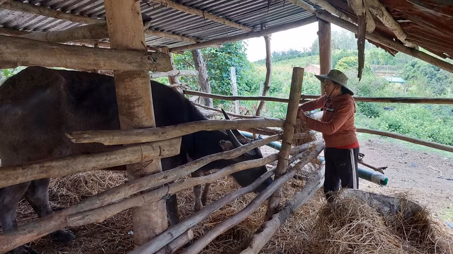 Bà Nguyễn Thị Loan đang chăm sóc 2 con trâu đang được cách ly vì bị bệnh LMLM. Ảnh: Nguyễn Diệp