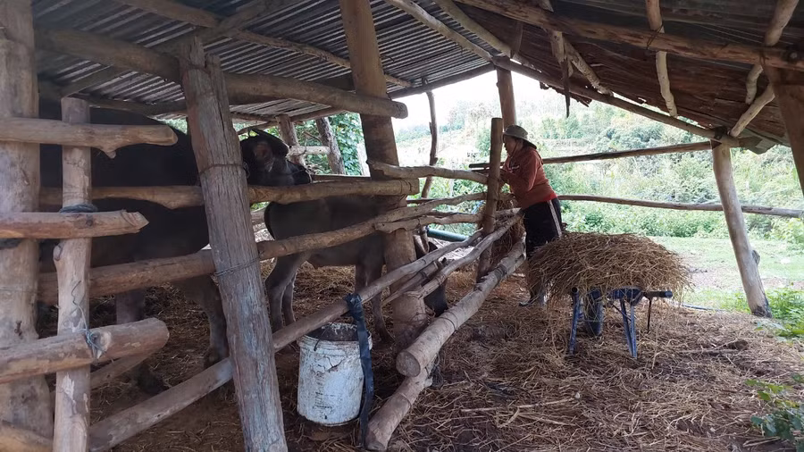 Hai con trâu của một hộ dân thôn Đoàn Kết mắc bệnh LMLM. Ảnh: Nguyễn Diệp