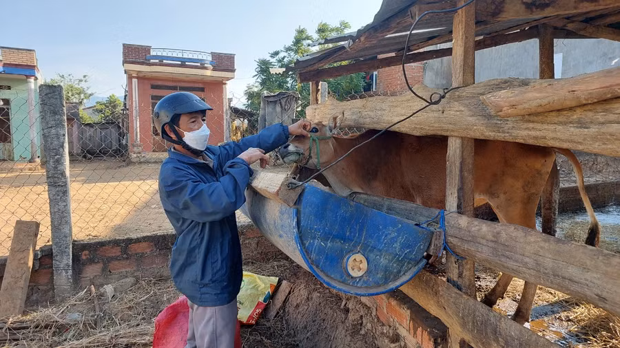 Cán bộ thú y kiểm tra sức khỏe số bò bị bệnh LMLM.Ảnh: Nguyễn Diệp