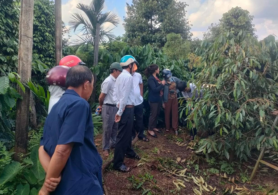 Cán bộ HTX Nông nghiệp Công nghệ cao Gia Lai hướng dẫn kỹ thuật cho người trồng sầu riêng thị trấn Chư Ty. Ảnh Nguyễn Diệp