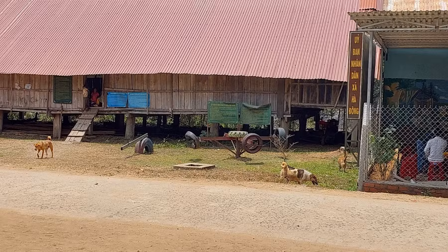 Tập quán nuôi chó thả rông trong vùng đồng bào dân tộc thiểu số. Ảnh: Nguyễn Diệp