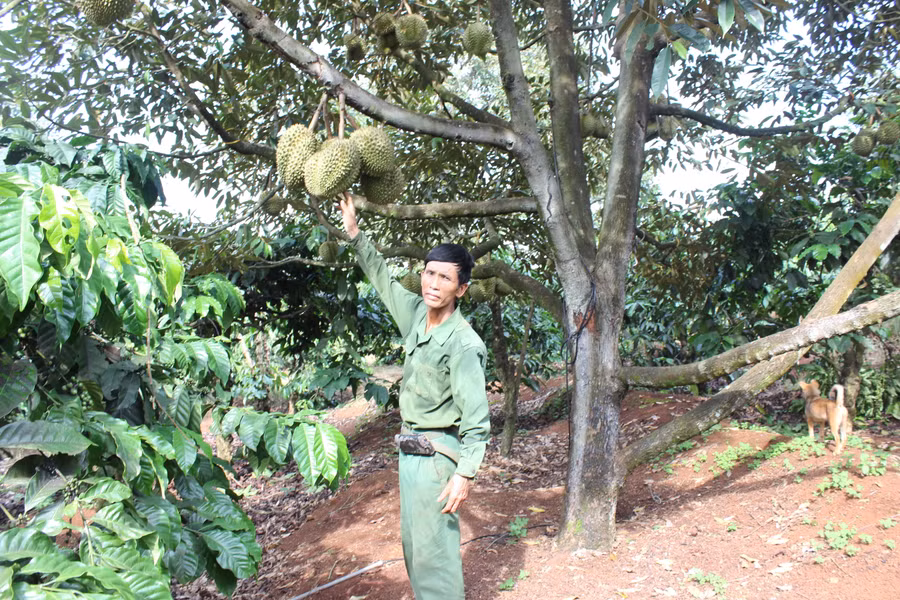 Ông Hà Đăng Thuận bên vườn sầu riêng mang lại lợi nhuận cao.Ảnh: Nguyễn Diệp