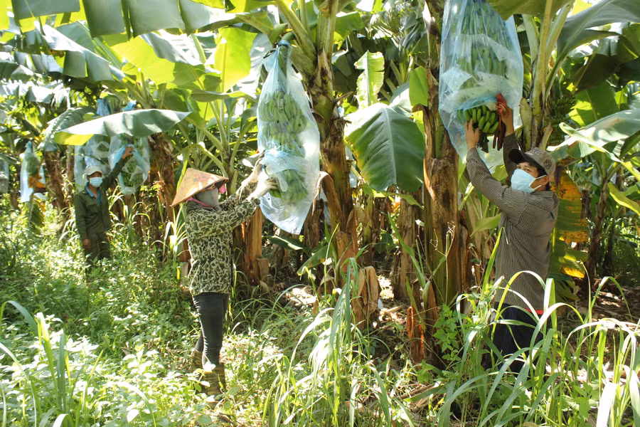 Chuối là một trong những cây trồng chủ lực được cơ quan chức năng cấp nhiều mã số vùng trồng xuất khẩu.Ảnh: Nguyễn Diệp