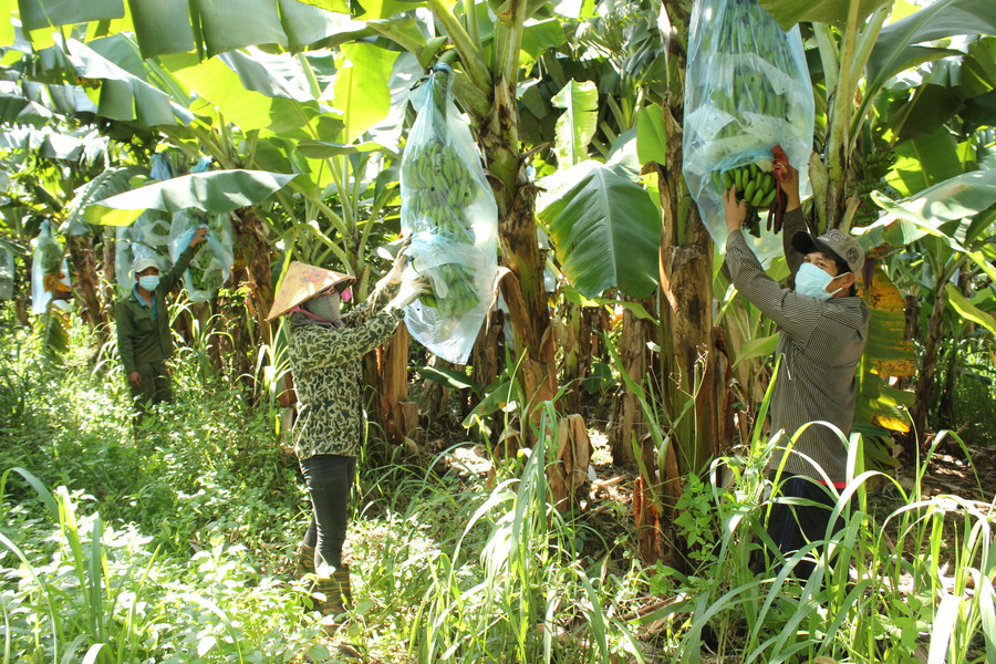 Chuối là một trong những cây trồng chủ lực được cơ quan chức năng cấp nhiều mã số vùng trồng xuất khẩu.Ảnh: Nguyễn Diệp Chuối là một trong những cây trồng chủ lực được cơ quan chức năng cấp nhiều mã số vùng trồng xuất khẩu.Ảnh: Nguyễn Diệp
