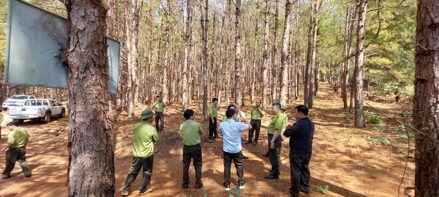 Đoàn kiểm tra của Cục Kiểm lâm kiểm tra thực tế hiện trường tại huyện Mang Yang. Ảnh: Nguyễn Diệp
