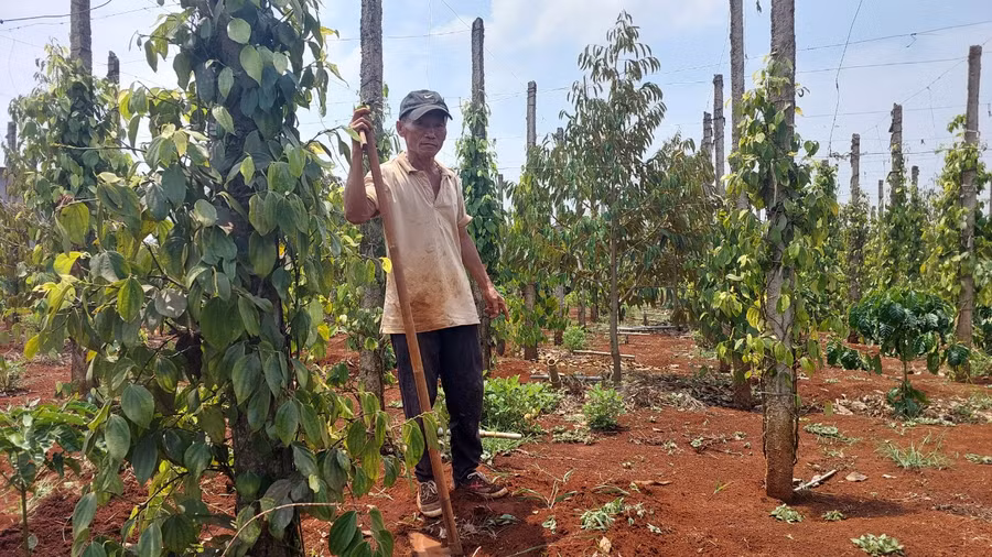 Người dân xã Nam Yang phấn khởi sau cơn mưa cục bộ tối ngày 28-3.Ảnh: Nguyễn Diệp Người dân xã Nam Yang phấn khởi sau cơn mưa cục bộ tối ngày 28-3.Ảnh: Nguyễn Diệp