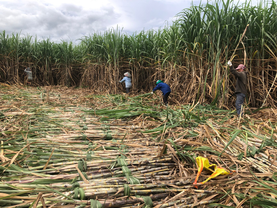 Nông dân xã Hbông( huyện Chư Sê) thu hoạch mía.Ảnh: Nguyễn Diệp Nông dân xã Hbông( huyện Chư Sê) thu hoạch mía.Ảnh: Nguyễn Diệp