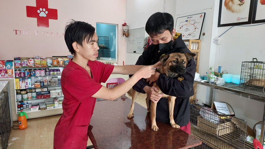 Người dân TP.Pleiku tiêm phòng vắc xin cho chó để phòng bệnh dại. Ảnh: Nguyễn Diệp Người dân TP.Pleiku tiêm phòng vắc xin cho chó để phòng bệnh dại. Ảnh: Nguyễn Diệp