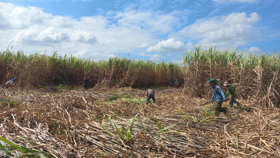 Nông dân xã Chư Răng (huyện Ia Pa) thu hoạch mía trong ngày mùng 2 Tết. Ảnh: Nguyễn Lê Nông dân xã Chư Răng (huyện Ia Pa) thu hoạch mía trong ngày mùng 2 Tết. Ảnh: Nguyễn Lê