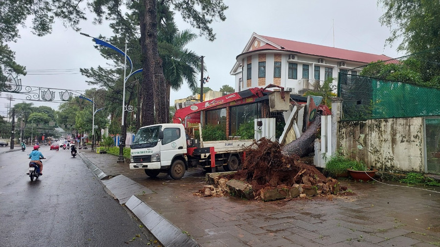Hiện trường cây thông cổ thụ trên đường Quang Trung (TP. Pleiku) ngã đổ vào quán cà phê Tennis.Ảnh: Nguyễn Diệp Hiện trường cây thông cổ thụ trên đường Quang Trung (TP. Pleiku) ngã đổ vào quán cà phê Tennis.Ảnh: Nguyễn Diệp