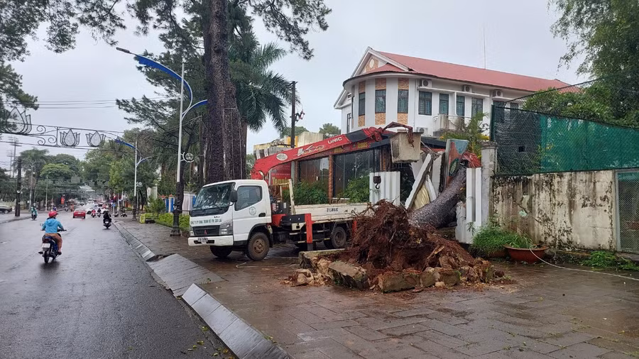 Hiện trường cây thông cổ thụ trên đường Quang Trung (TP. Pleiku) ngã đổ vào quán cà phê Tennis.Ảnh: Nguyễn Diệp