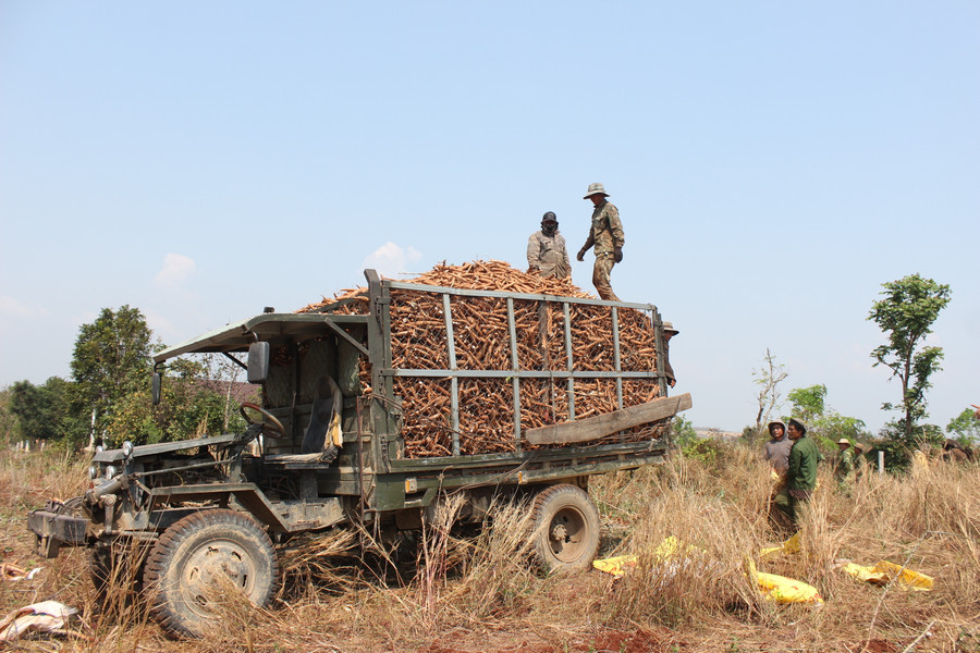 Nông dân huyện Chư Sê thu hoạch mì.Ảnh: Nguyễn Diệp Nông dân huyện Chư Sê thu hoạch mì.Ảnh: Nguyễn Diệp