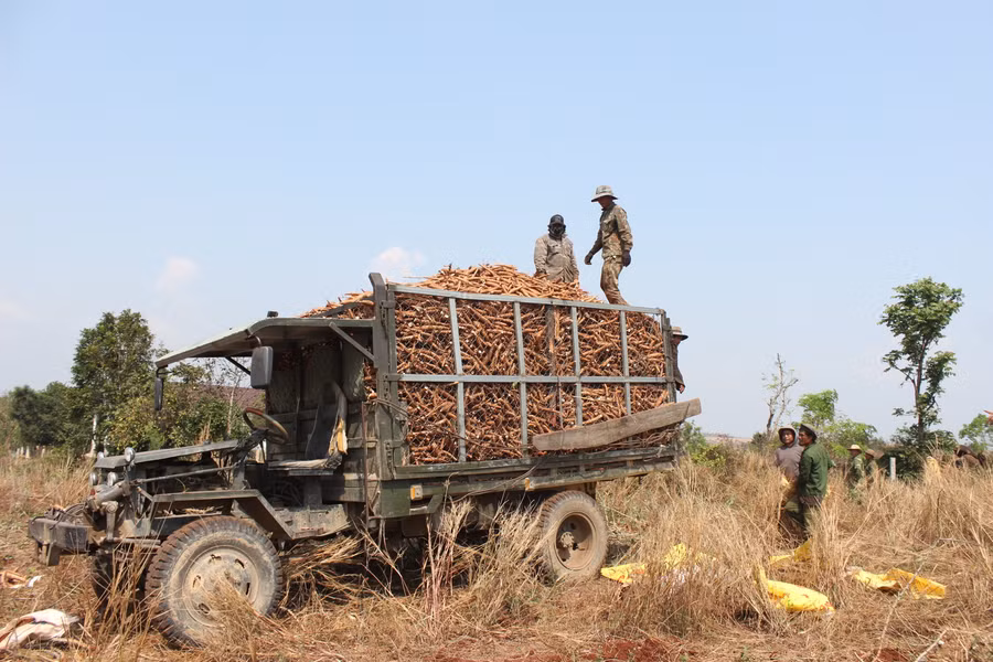 Nông dân huyện Chư Sê thu hoạch mì.Ảnh: Nguyễn Diệp