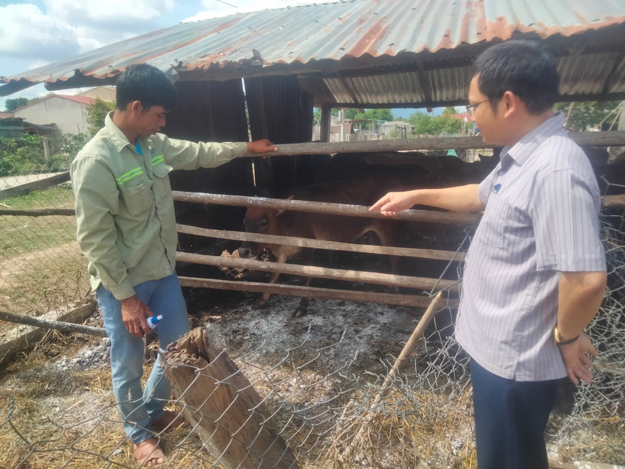 Lãnh đạo Chi cục Chăn nuôi và Thú y tỉnh kiểm tra công tác phòng-chống bệnh LMLM tại làng Bông Pim. Ảnh: Nguyễn Diệp Lãnh đạo Chi cục Chăn nuôi và Thú y tỉnh kiểm tra công tác phòng-chống bệnh LMLM tại làng Bông Pim. Ảnh: Nguyễn Diệp