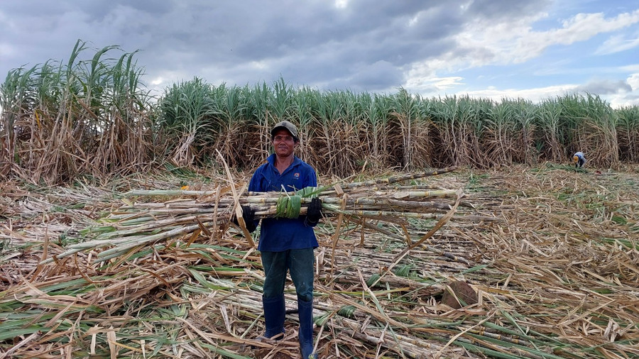 Nông dân Hbông phấn khởi khi cây mía đang trở thành cây làm giàu của địa phương. Ảnh: Nguyễn Lê Nông dân Hbông phấn khởi khi cây mía đang trở thành cây làm giàu của địa phương. Ảnh: Nguyễn Lê