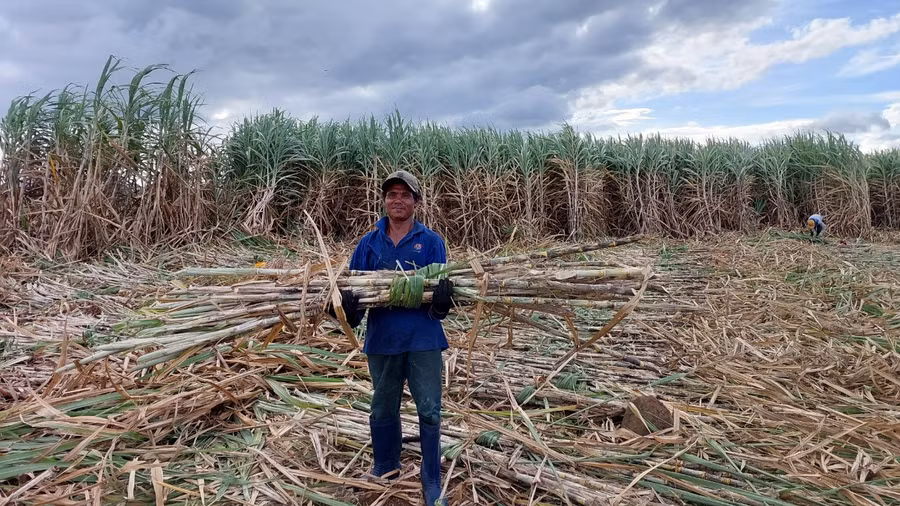 Nông dân Hbông phấn khởi khi cây mía đang trở thành cây làm giàu của địa phương. Ảnh: Nguyễn Lê