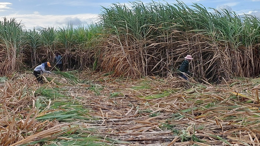 Nông dân xã Hbông (huyện Chư Sê) thu hoạch mía. Ảnh: Nguyễn Lê Nông dân xã Hbông (huyện Chư Sê) thu hoạch mía. Ảnh: Nguyễn Lê