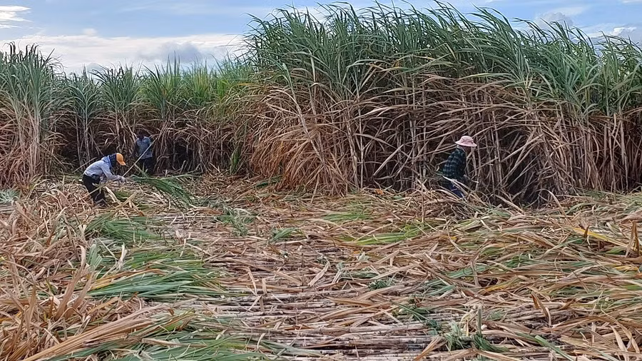 Nông dân xã Hbông (huyện Chư Sê) thu hoạch mía. Ảnh: Nguyễn Lê