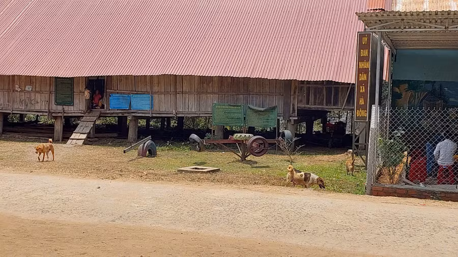 Nuôi chó thả rông tại xã Hà Đông ( huyện Đak Đoa). Ảnh: Nguyễn Diệp