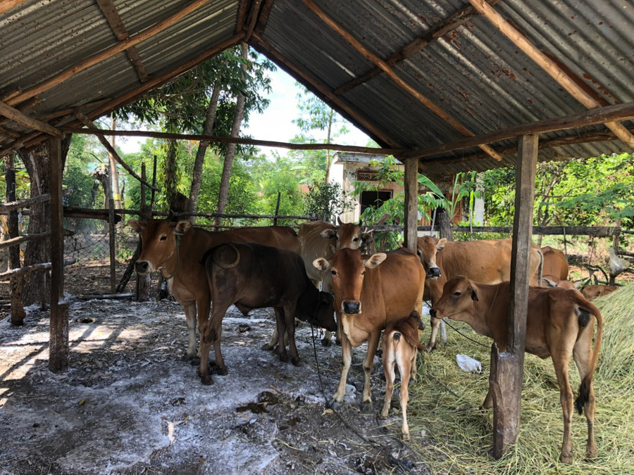Cơ quan chuyên môn huyện Mang Yang rắc vôi chuồng trại chăn nuôi nhằm hạn chế dịch bệnh LMLM trên đàn bò tại xã Đak Jơ Ta. Ảnh: Nguyễn Diệp Cơ quan chuyên môn huyện Mang Yang rắc vôi chuồng trại chăn nuôi nhằm hạn chế dịch bệnh LMLM trên đàn bò tại xã Đak Jơ Ta. Ảnh: Nguyễn Diệp