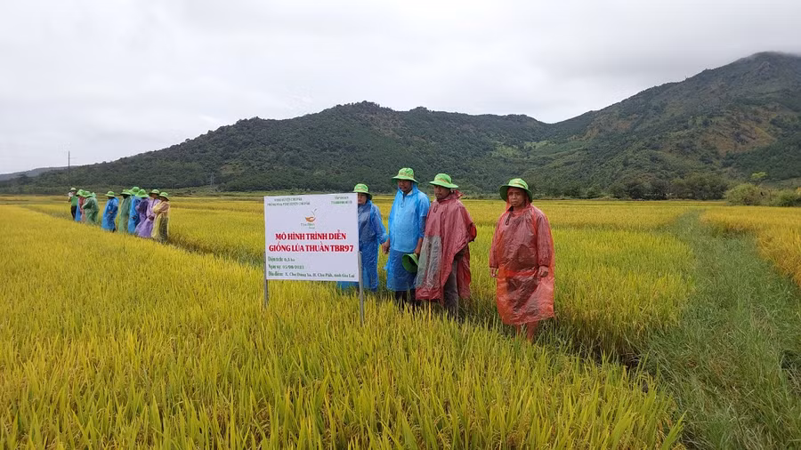 Nông dân tham quan mô hình trình diễn giống lúa nước TBR97. Ảnh: Nguyễn Diệp Nông dân tham quan mô hình trình diễn giống lúa nước TBR97. Ảnh: Nguyễn Diệp