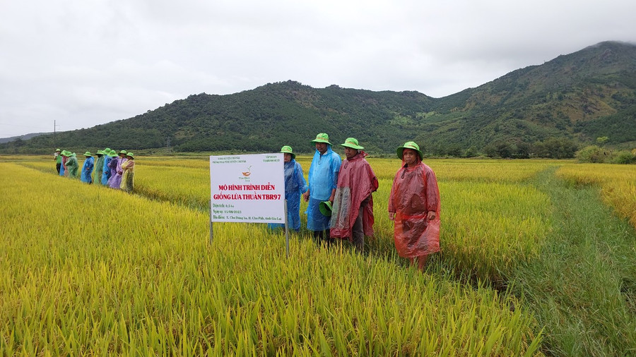Nông dân tham quan mô hình trình diễn giống lúa nước TBR97. Ảnh: Nguyễn Diệp