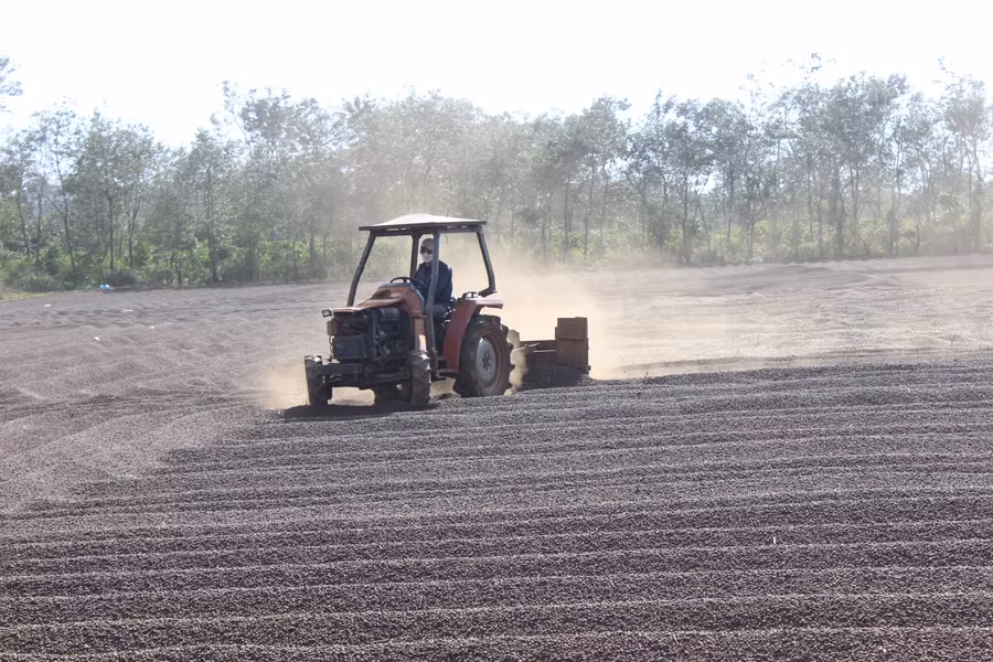 Giá cà phê nhân trong vụ thu hoạch năm nay tăng cao giúp nông dân và doanh nghiệp cùng hưởng lợi.Ảnh: Nguyễn Diệp