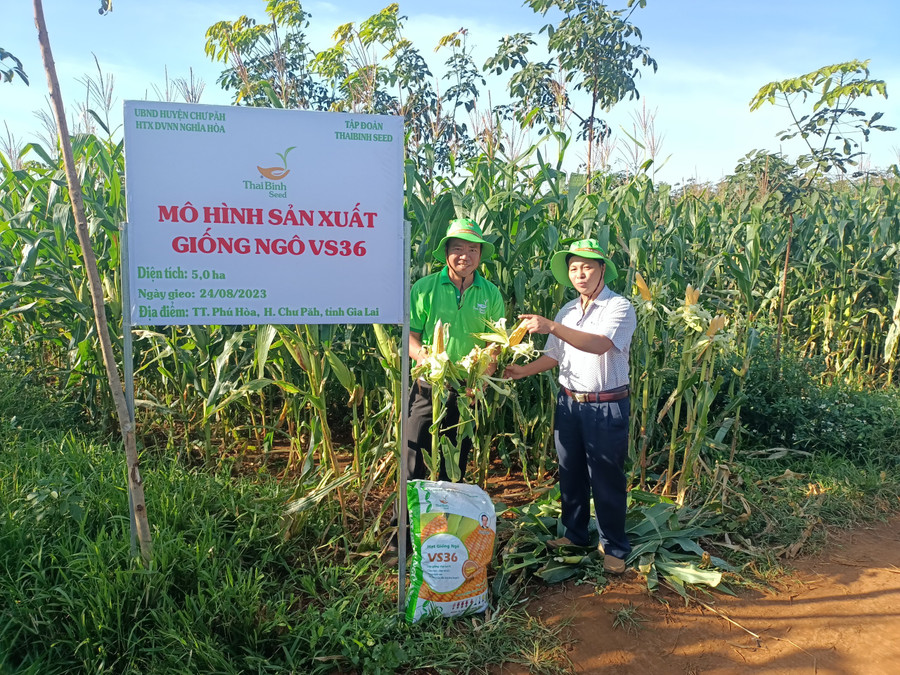 Đánh giá năng suất giống bắp VS36 tại ruộng bắp. Ảnh: Nguyễn Diệp