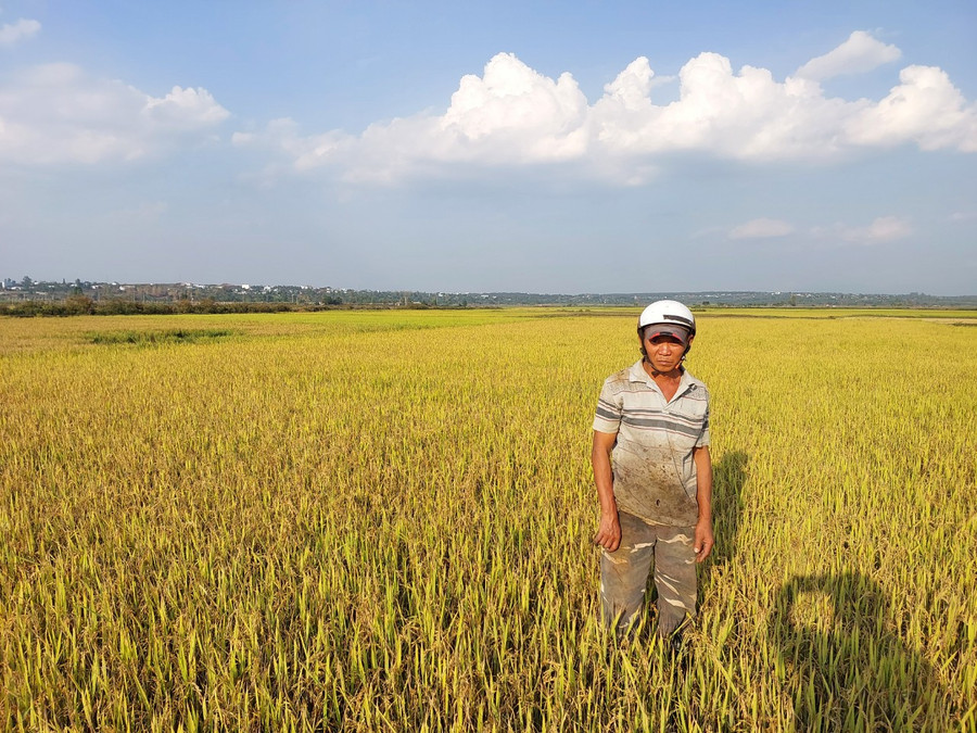 Lúa nước vụ Đông Xuân 2022-2023 tại xã An Phú ( TP.Pleiku) thiếu nước tưới làm giảm năng suất. Ảnh: Nguyễn Diệp Lúa nước vụ Đông Xuân 2022-2023 tại xã An Phú ( TP.Pleiku) thiếu nước tưới làm giảm năng suất. Ảnh: Nguyễn Diệp