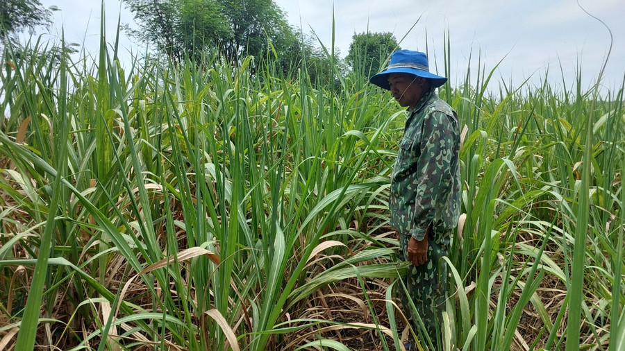 Ông Ngô Văn Trung bên ruộng mía vẫn giữ màu xanh nhờ tưới nước tiết kiệm. Ảnh: Nguyễn Lê Ông Ngô Văn Trung bên ruộng mía vẫn giữ màu xanh nhờ tưới nước tiết kiệm. Ảnh: Nguyễn Lê