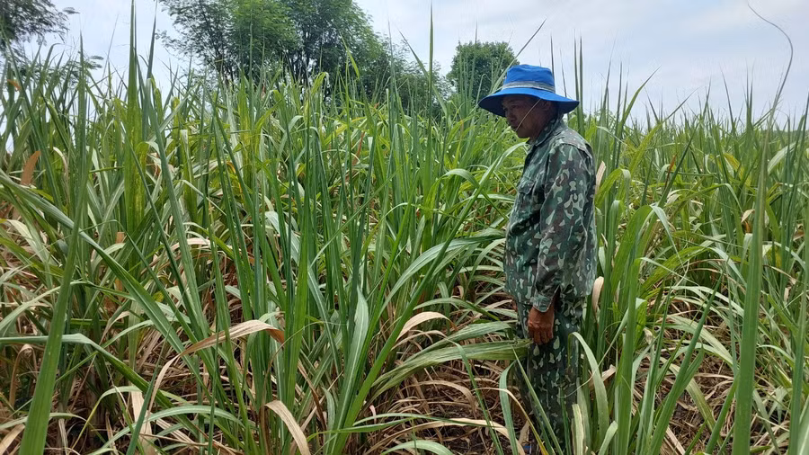 Ông Ngô Văn Trung bên ruộng mía vẫn giữ màu xanh nhờ tưới nước tiết kiệm. Ảnh: Nguyễn Lê
