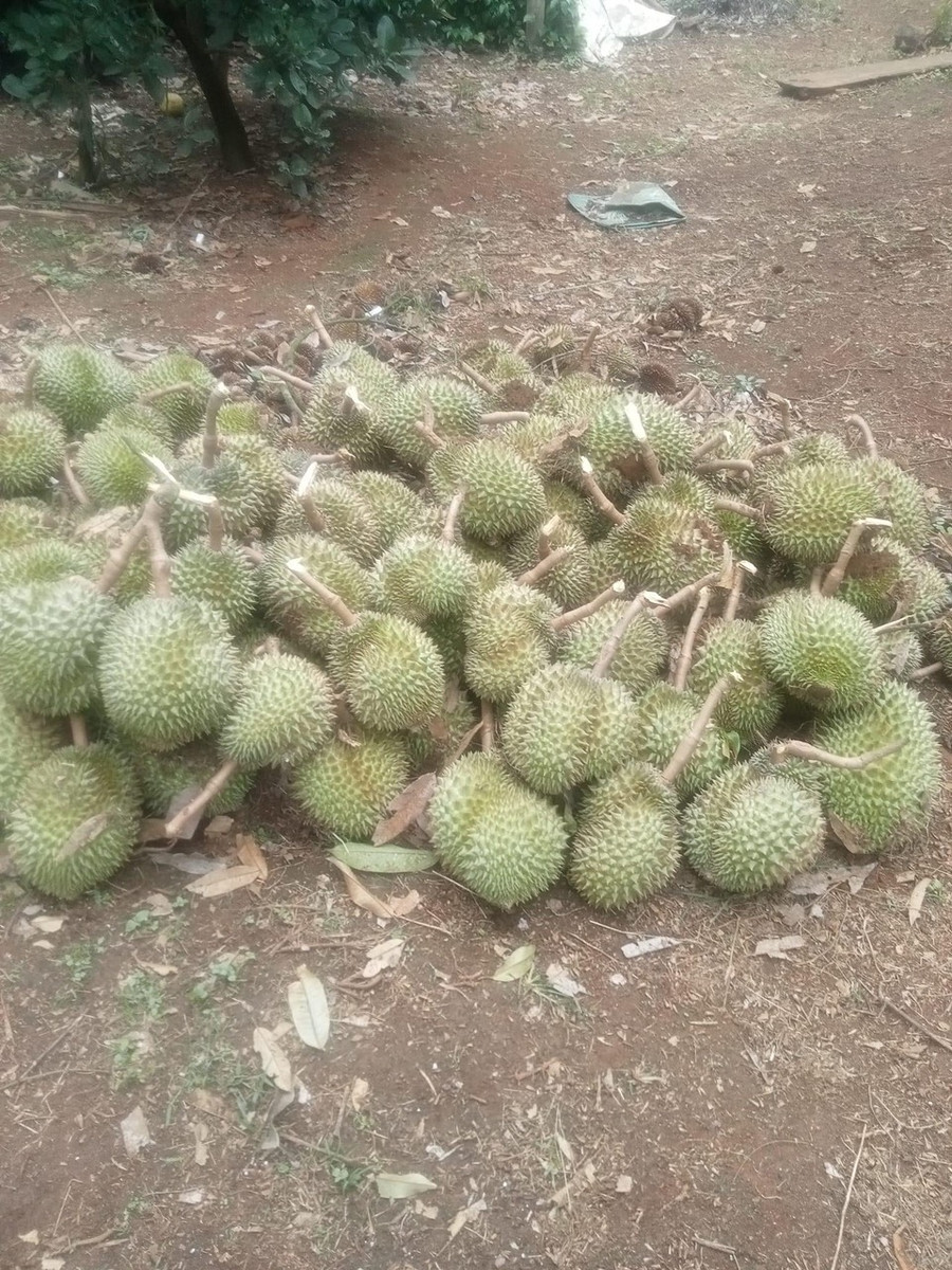 Sầu riêng bị rụng quả do gió mạnh gây ra tại xã Sơn Lang. Ảnh: Người dân cung cấp Sầu riêng bị rụng quả do gió mạnh gây ra tại xã Sơn Lang. Ảnh: Người dân cung cấp