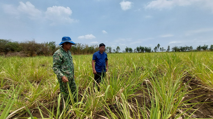 Ruộng mía khô khốc tại xã Hbông ( huyện Chư Sê). Ảnh: Nguyễn Lê Ruộng mía khô khốc tại xã Hbông ( huyện Chư Sê). Ảnh: Nguyễn Lê