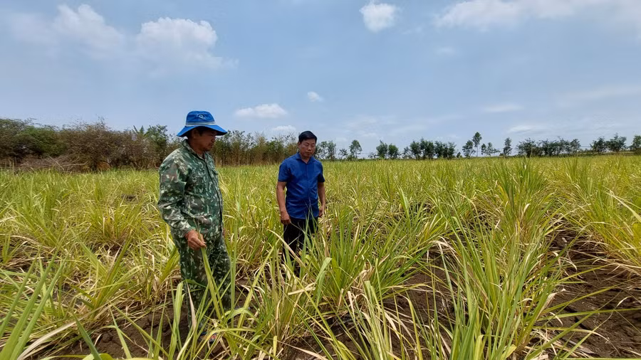 Ruộng mía khô khốc tại xã Hbông ( huyện Chư Sê). Ảnh: Nguyễn Lê