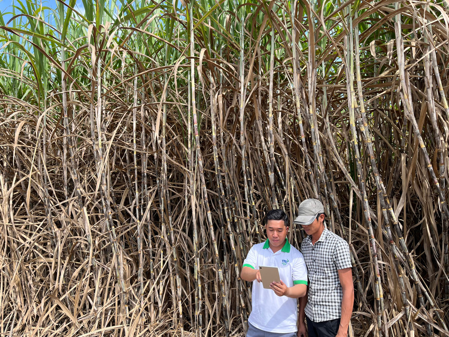 Công ty TNHH MTV Thành Thành Công Gia Lai hướng dẫn người trồng mía ứng dụng công nghệ 4.0 vào quản lý ruộng mía. Ảnh: Nguyễn Diệp Công ty TNHH MTV Thành Thành Công Gia Lai hướng dẫn người trồng mía ứng dụng công nghệ 4.0 vào quản lý ruộng mía. Ảnh: Nguyễn Diệp