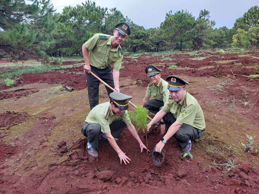 Lực lượng Kiểm lâm tỉnh trồng thông 3 lá tại xã Ia Kênh. Ảnh: Nguyễn Diệp Lực lượng Kiểm lâm tỉnh trồng thông 3 lá tại xã Ia Kênh. Ảnh: Nguyễn Diệp