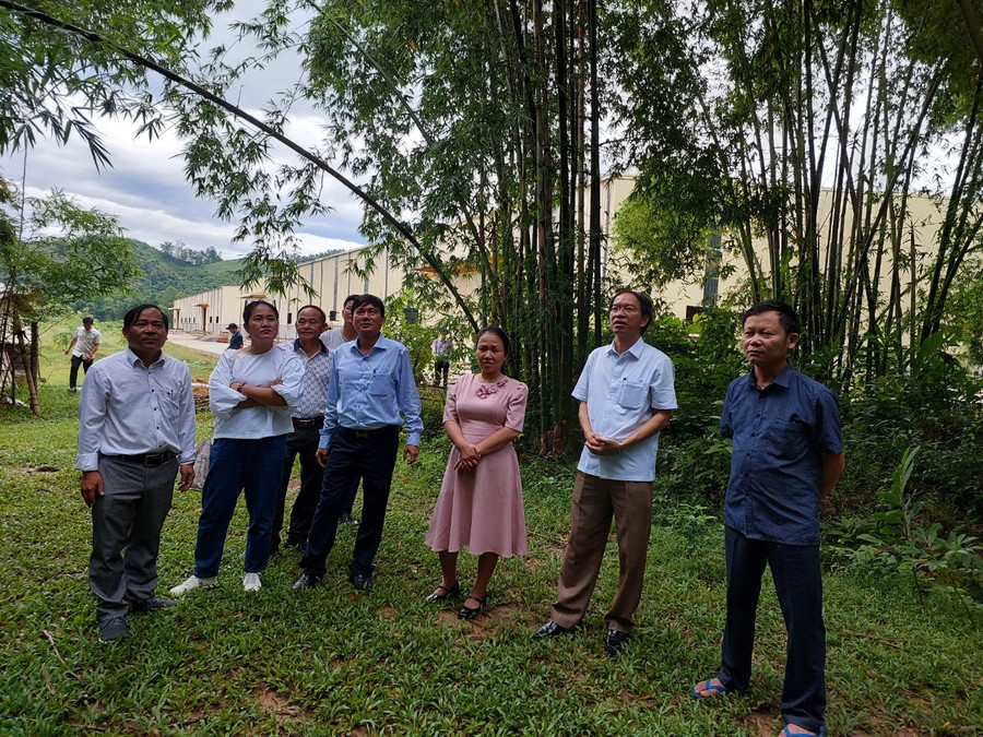 Đoàn công tác tỉnh Gia Lai thăm rừng tre tại tỉnh Thanh Hóa. Ảnh: Nguyễn Diệp