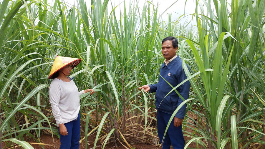 Bà Byen bên ruộng mía đang phát triển tốt. Ảnh: Nguyễn Diệp
