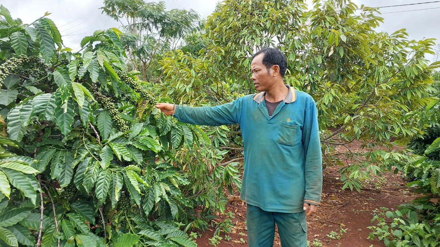 Vườn cà phê trồng xen canh sầu riêng của ông Đinh Kuy. Ảnh: Nguyễn Diệp