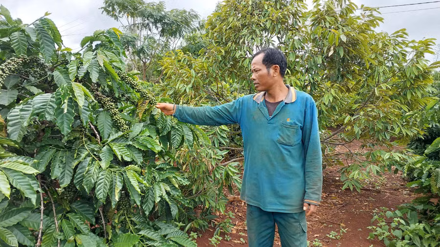 Vườn cà phê trồng xen canh sầu riêng của ông Đinh Kuy. Ảnh: Nguyễn Diệp