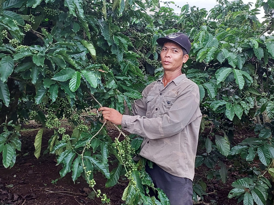 Thành viên HTX Dịch vụ Nông nghiệp Nghĩa Hòa liên kết sản xuất cà phê theo tiêu chuẩn 4C. Ảnh: Nguyễn Diệp Thành viên HTX Dịch vụ Nông nghiệp Nghĩa Hòa liên kết sản xuất cà phê theo tiêu chuẩn 4C. Ảnh: Nguyễn Diệp