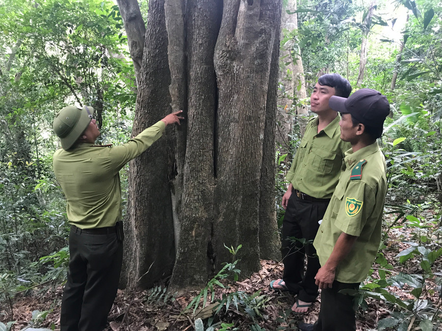 Lực lượng kiểm lâm huyện Kbang phối hợp với lực lượng quản lý bảo vệ rừng Vườn Quốc gia Kon Ka Kinh bảo vệ cây cổ thụ tự nhiên. Ảnh: Nguyễn Diệp