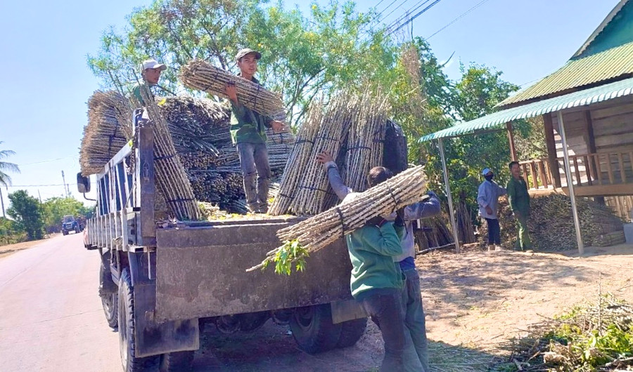 Người dân xã Ia Rmok (huyện Krông Pa) chuẩn bị cây mì xuống giống vụ mùa 2024. Ảnh: V.T Người dân xã Ia Rmok (huyện Krông Pa) chuẩn bị cây mì xuống giống vụ mùa 2024. Ảnh: V.T
