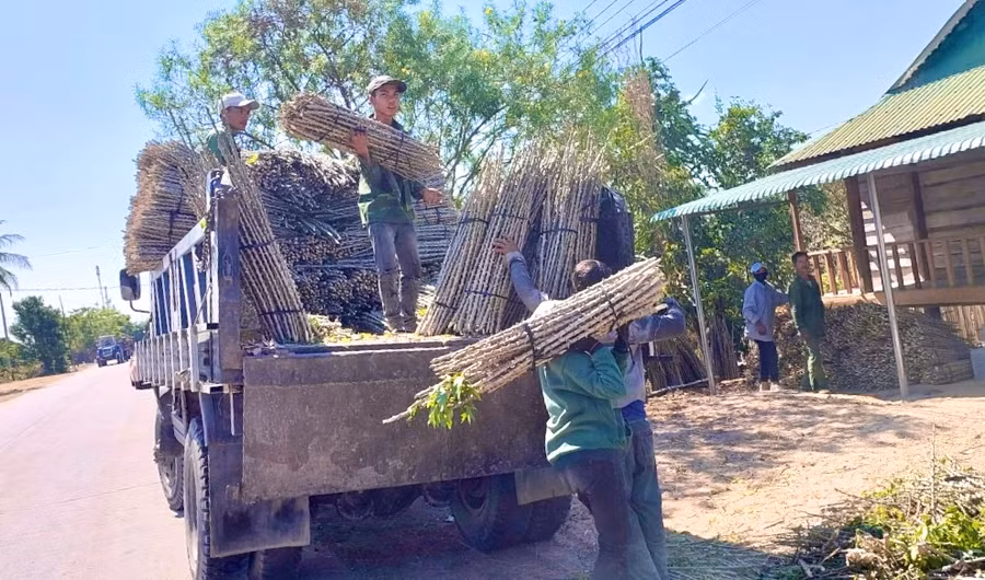 Người dân xã Ia Rmok (huyện Krông Pa) chuẩn bị cây mì xuống giống vụ mùa 2024. Ảnh: V.T