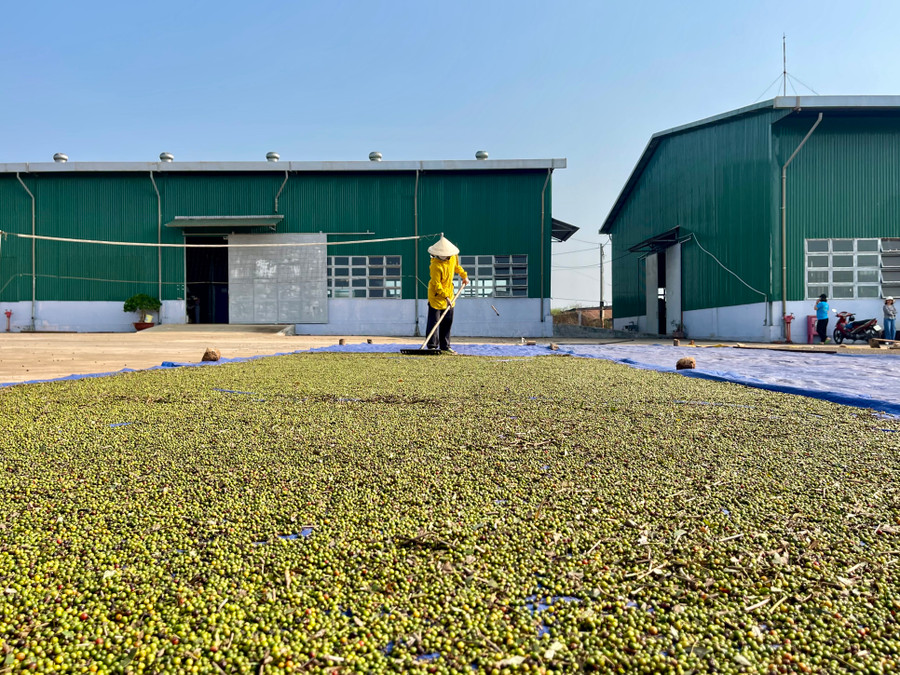 Người dân phơi khô hồ tiêu sau thu hoạch. Ảnh: Vũ Thảo