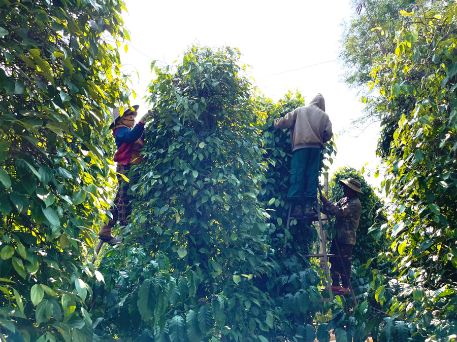Người trồng hồ tiêu trên địa bàn tỉnh đang tập trung nhân lực cho việc thu hái. Ảnh: Vũ Thảo